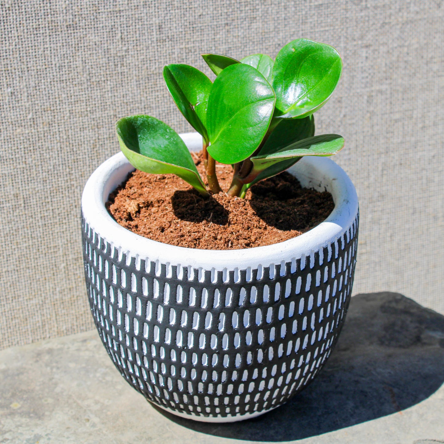 Rubber Plant Black Vertical Stripes Pot