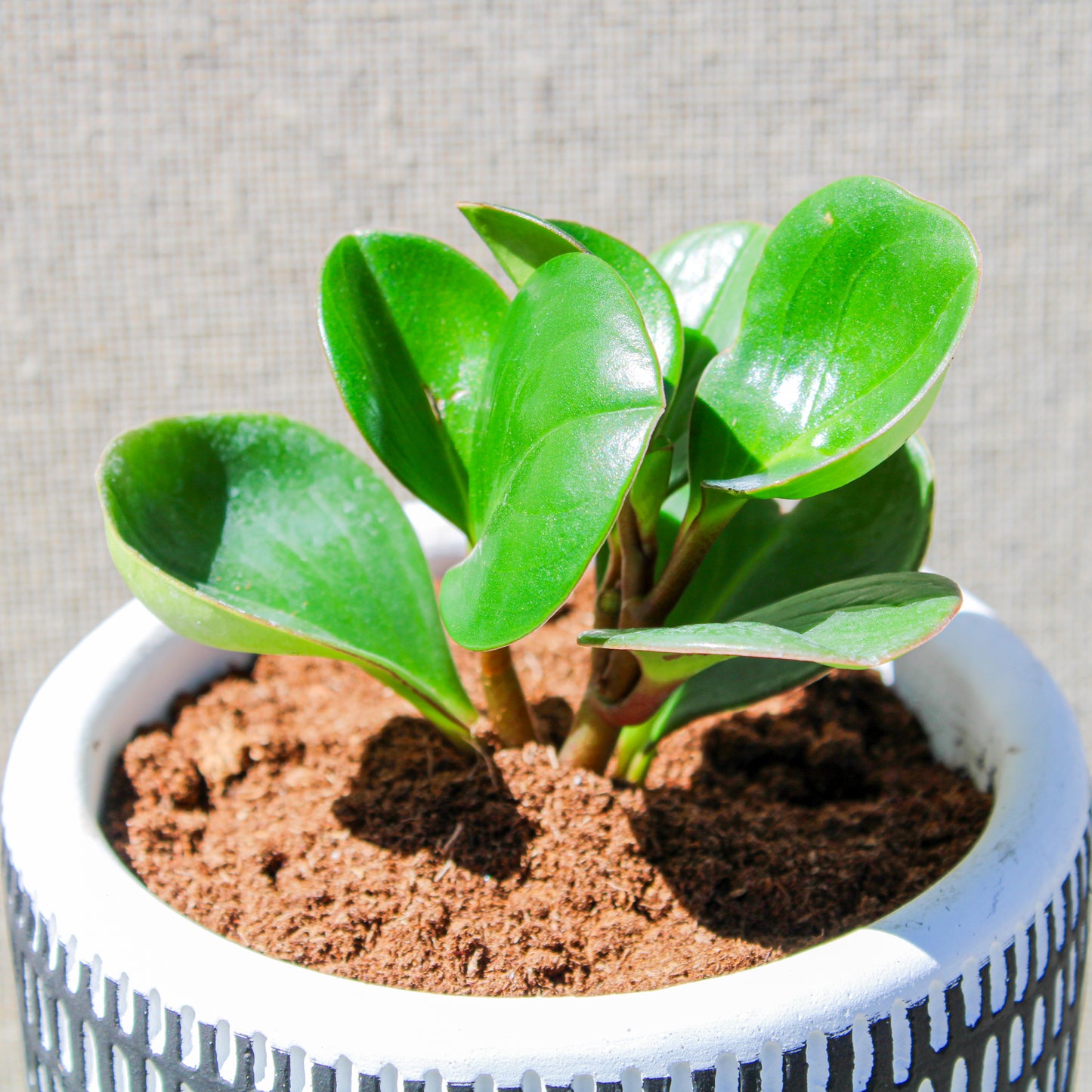 Rubber Plant Black Vertical Stripes Pot