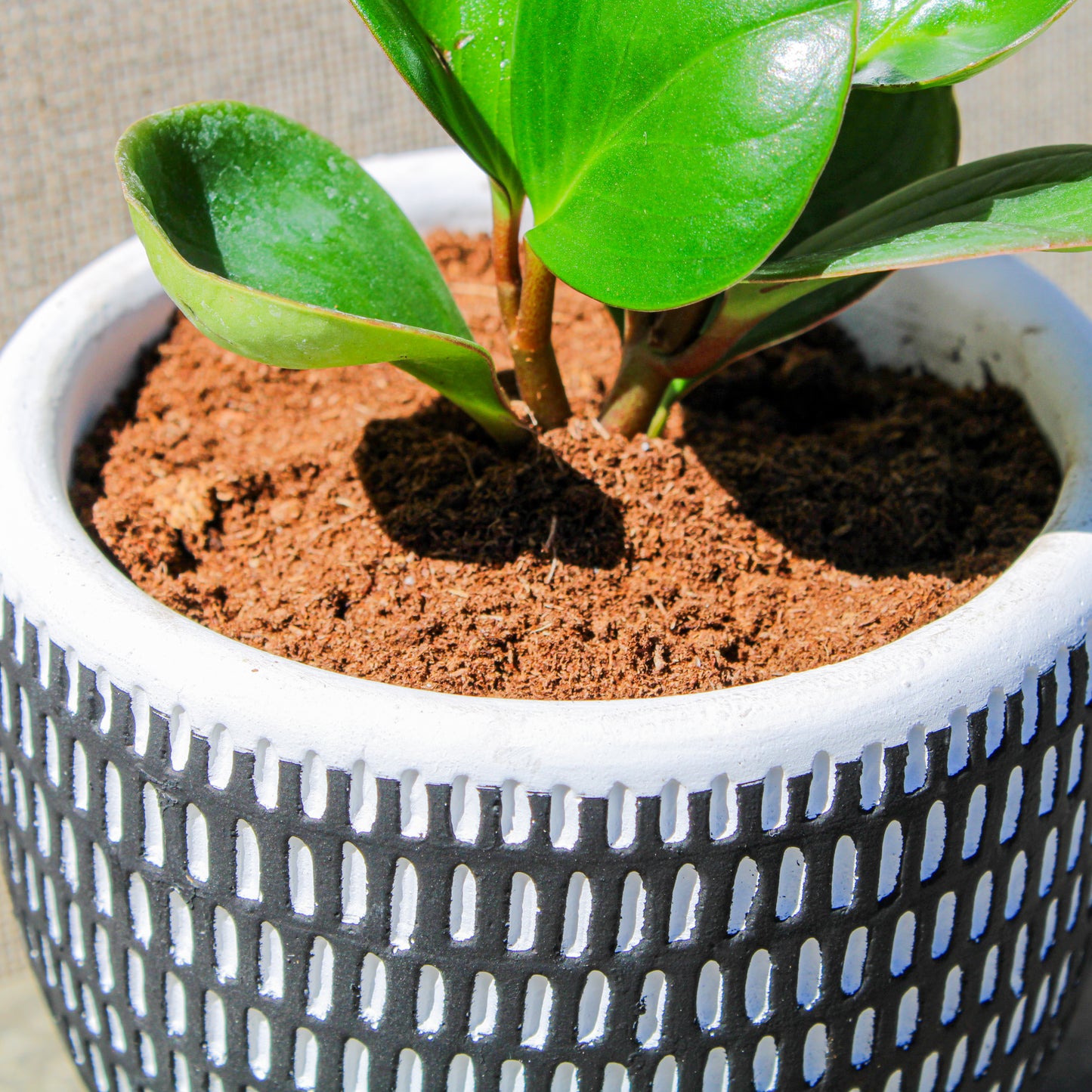 Rubber Plant Black Vertical Stripes Pot