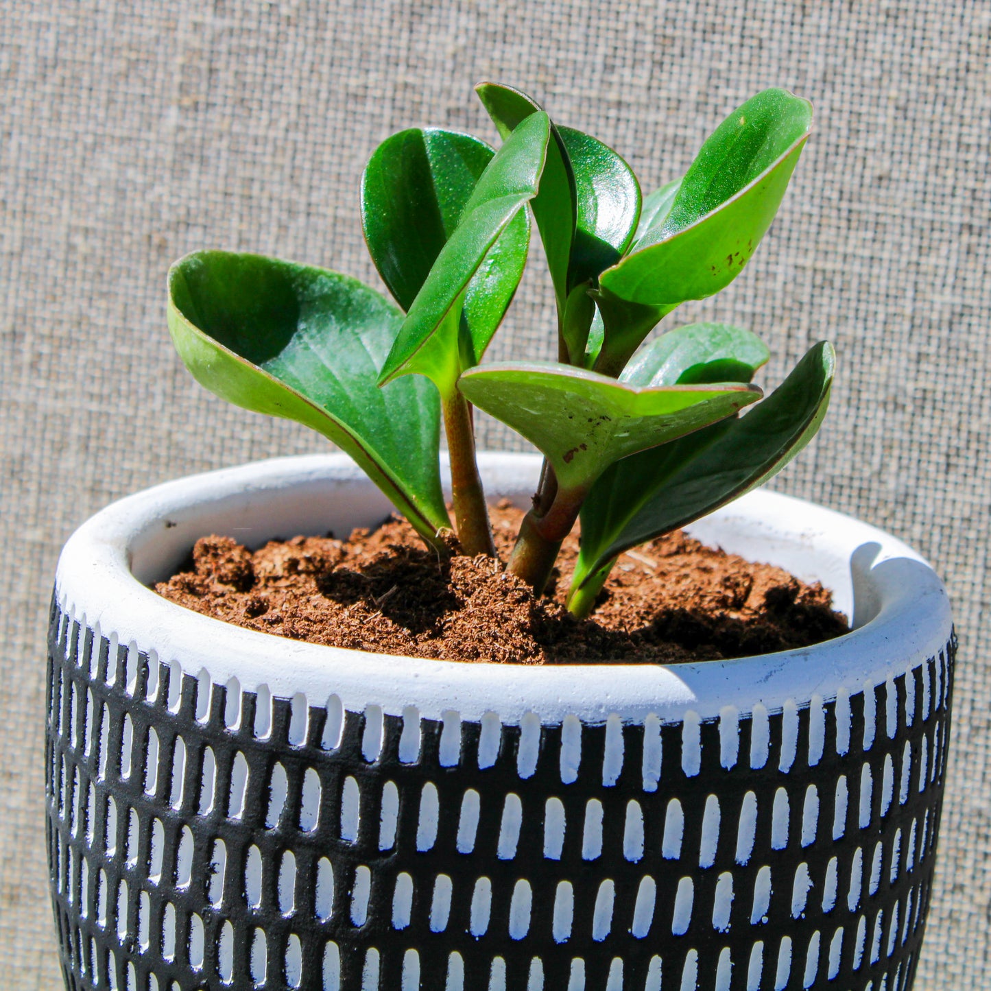 Rubber Plant Black Vertical Stripes Pot