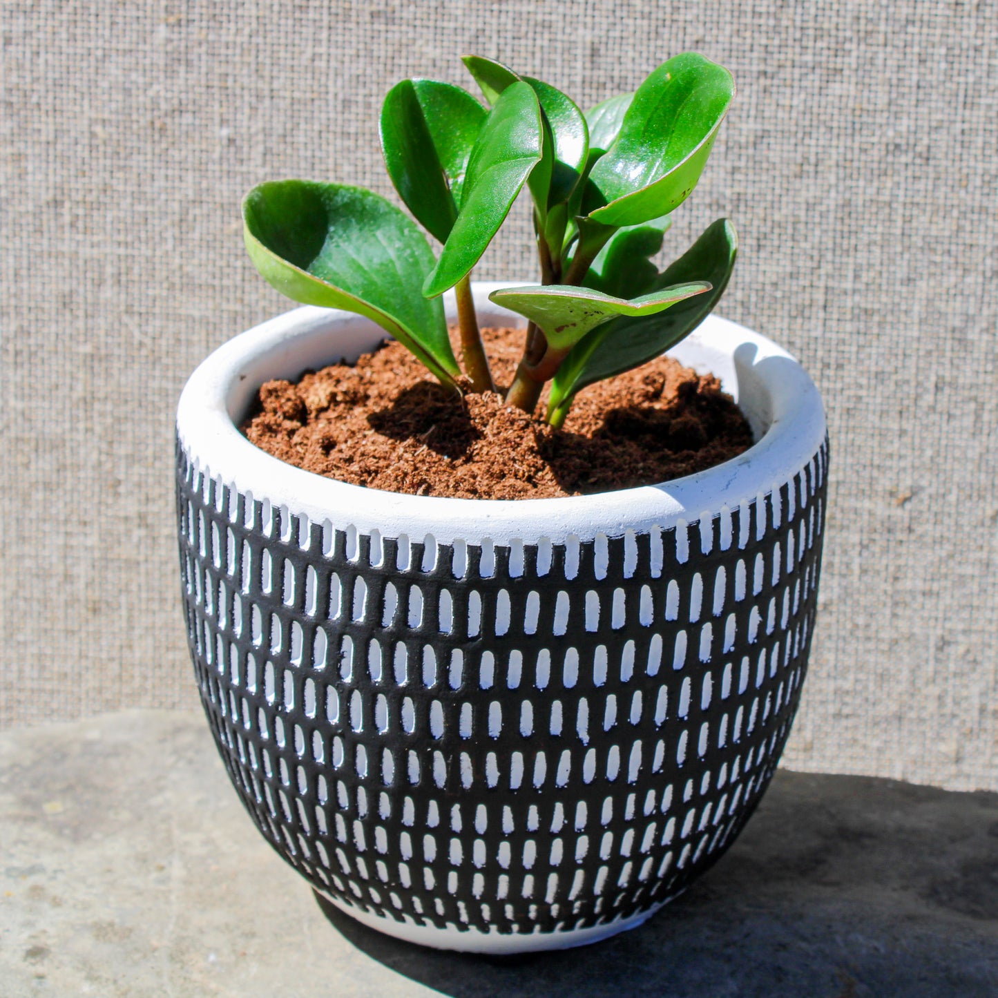 Rubber Plant Black Vertical Stripes Pot