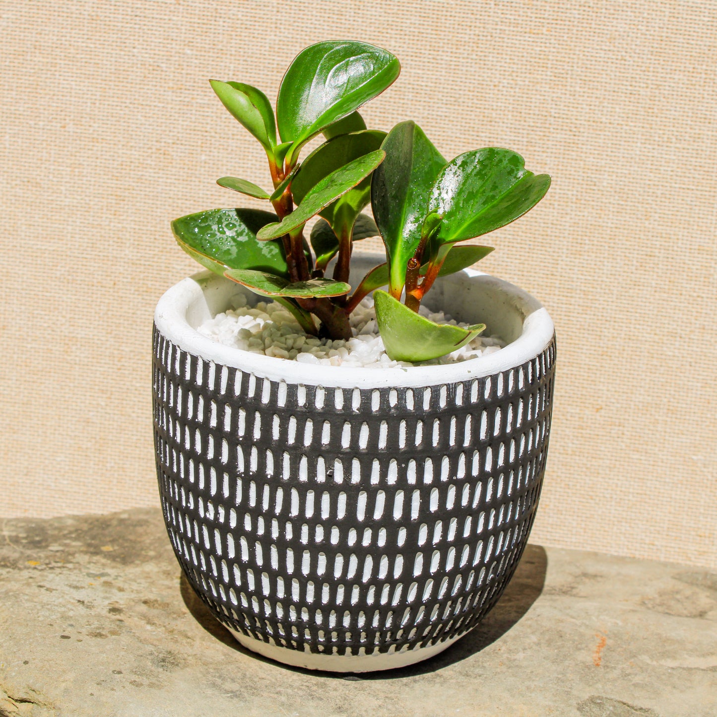 Rubber Plant Black Vertical Stripes Pot