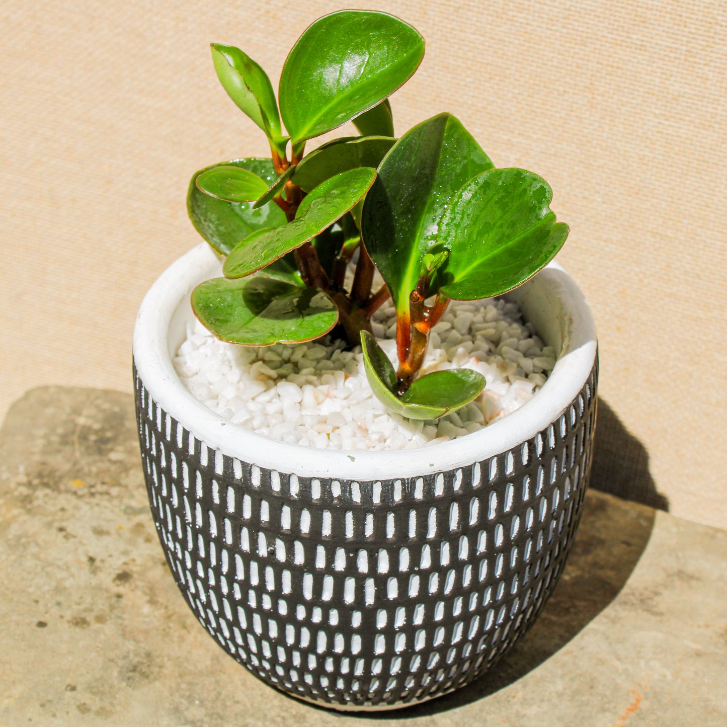 Rubber Plant Black Vertical Stripes Pot