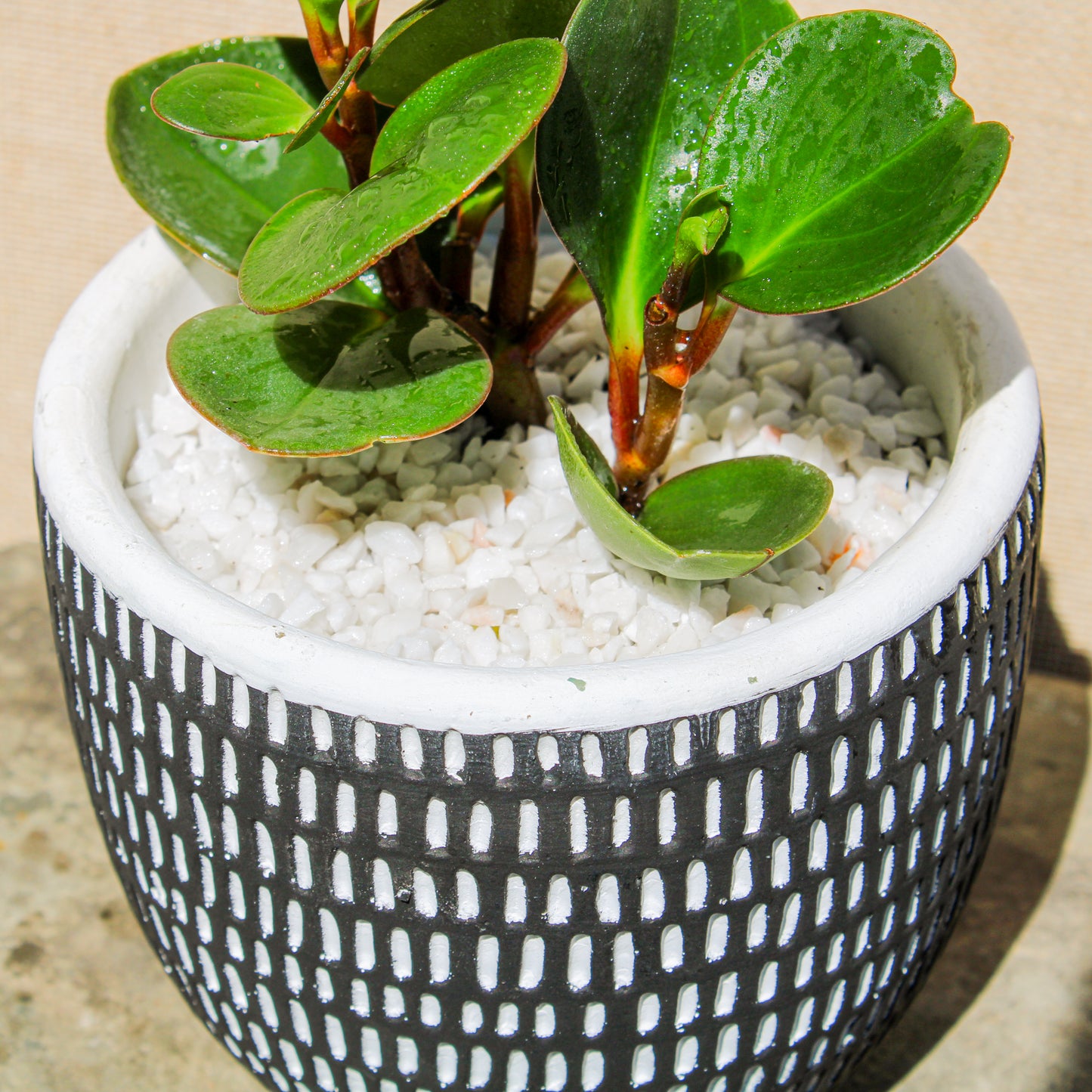 Rubber Plant Black Vertical Stripes Pot